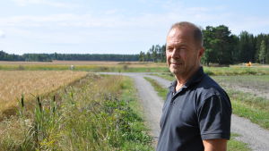 Växtodlingsrådgivare Peter Fritzén. Peter Fritzén står i soligt väder vid en åkerkant med gyllengul korn.