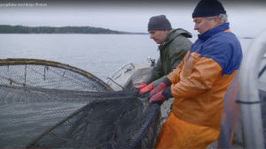 Ryssjefiske med Börje Öhman i Nagu. Två män drar i en ryssja på en båt.