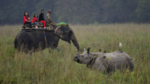Elefanter tål mindre packning än man skulle tro. Tourists ride on elephants as they go on the first trip of the tourist season at the Pobitora Wildlife Sanctuary, about 50 km from Guwahati city, India, 02 November 2013. The Assam Forest Department has reopened Pobitora Wildlife Sanctuary for tourists fr