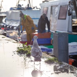 Laurent Merlins besättning lastar av i hamnen i Boulogne-sur-Mer. Ranskan luoteisrannikolla Boulogne nimisessä kaupungissa kalastajat siivoavat kaloja. Lokit parveilevat ja etsivät ruokaa. Brexit ei miellytä ranskalaisia kalastajia.