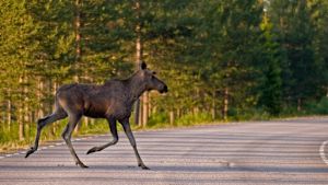 För att undvika att älgar och andra hjortdjur springer ut på vägar lönar det sig att placera matningsställen långt inne i skogen. En älg springer över en väg.