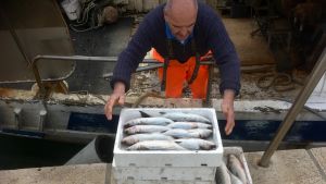Danilo Latin lägger upp sin fångst på kajkanten. Den kroatiske fiskaren Danilo Latin radar upp sin fångst på kajkanten.