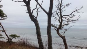 Gotland ligger strategiskt, mitt i Östersjön. Några träd utan blad i förgrunden, havet med horisont.