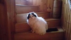 Martin Lindkvists katt Miiru följer med borsttillverkningen Martin Lindkvists långhåriga katt