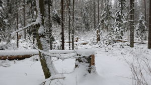 Granar som fällts av det statliga skogsbolaget Regeringen vill fälla granar som drabbats av granbarkborre
