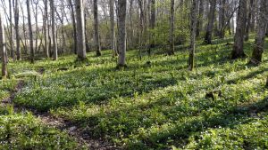 Vitsipporna blommar rikligt på Ramsholmen om våren. En stor del av det år som Merete Mazzarella skriver om i ”Från höst till höst” tillbringar Mazzarella och hennes man i Ekenäs, och boken är också tillägnad Ekenäs och Ekenäsborna. Vitsippor i en skog.