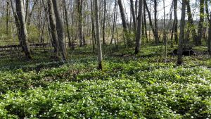 Vitsippor på Ramsholmens naturskyddsområde. Företaget föreslår att den nya småbåtshamnens parkering skulle finnas vid Ramsholmens parkeringsplats. Vitsippor i en skog.