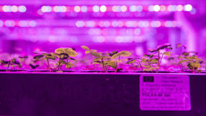 Kerrosviljelmänä kasvavia mansikantaimia