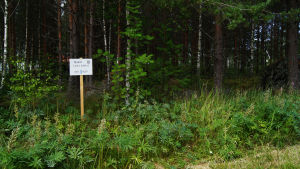 Tomterna som bjuds ut i Vörå kan reserveras utan avgift för ett år. Bygglov ska sökas under reserveringstiden. Myyntikyltti tyhjällä metsätontilla