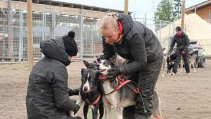 Hundarna får både mat och träning varje dag. Djurskötare gör i ordning ett hundspann vid Bearhill Husky i Rovaniemi, oktober 2020.