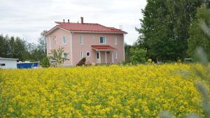 Familjen hoppas kunna flytta in i det nybyggda huset innan skolstarten i augusti. Det nybyggda huset framför ett gult rypsfält.