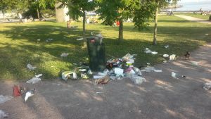 Det finns fåglar som lockas av skräp, konstaterar Koivunen. Överfull skräpkorg