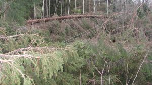Stormen Dagmar i Västra Nyland Elledningar drogs ner i Manngård då träd föll i stormen Dagmar.