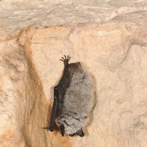 En taigafladdermus hänger från taket i en grotta