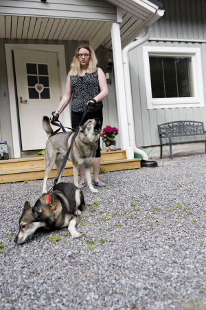 Josefine och Andreas har två glada hunder och två katter. Josefine Stenvall rastar två hundar.