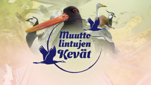 Muuttolintujen kevät ohjelman logo ja lintuja.