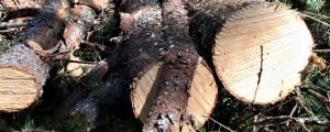 Skogsbrukets intäkter har utgjort drygt en procent av stadens driftsbudget i Hangö. Med förslaget nu kan de årliga virkesintäkterna sjunka till ungefär en procent eller lite under en procent. I stället räknar staden med andra fördelar. Några mindre granstockar ligger på marken i en skog där gallring pågår. Sommar, sol.