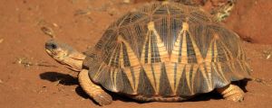 En strålsköldpadda fotograferad i naturen i Berentyreservatet i Madagaskar. Strålsköldpadda.