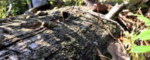 Många arter behöver murken ved för att överleva. Bilden är från skogen norr om Baggövägen. Ett murket träd ligger i skogen, små svampar och lave på ytan. Solen skiner. Sommar och grönt i bakgrunden.