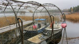 Ryssjor hör till de fiskeredskap som ofta förstörs av säl, enligt yrkesfiskare. ryssja och fiskebåtar