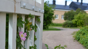 Själö i Nagu skärgård är en vacker paradisö, men vad pågick inuti de kvinnor som blev inlagda på hospitalet, isolerade från omvärlden? De gamla sjukhusbyggnaderna på Själö.