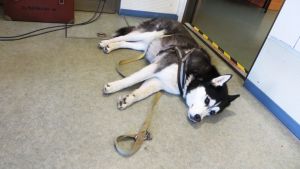 Barbaras hund Nala drömmer om svalkande fläktar i Lappland Barbara Helsingius hund Nala ligger på Yles Östnylands studiogolv