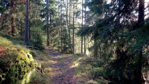 Skogen är en viktig plats för många invånare och skogsavverkning väcker känslor. skogsvy