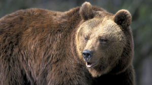 Eläimet. Pohjois-Amerikan eläimet. Nisäkkäät. Petoeläimet. Karhut. Karhu (ruskea karhu, maakarhu).