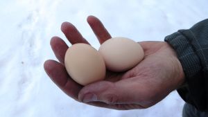 Familjen Hassels höns producerar ljusbruna ägg med hårt skal och granngul äggula Familjen Hassels hönor producerar ljusbruna ägg med tjockt skal