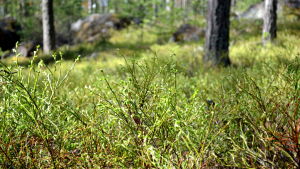 Lingon- och blåbärsriset är fortfarande grönt på många ställen. Arkivbild. Blommande blåbärsris