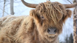 Det finns också de som går ute året om, men de har rätt kläder för utelivet. Highland cattle kvigan Binja.