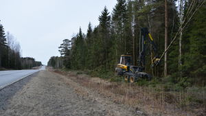 Tidigare i år röjde man träd och sly längs riksväg 8 mellan Vassorfjärden och Kärklax för att förbättra sikten och minska risken för älgkrockar. Träd och sly röjs vid riksväg 8 för att förbättra sikten.