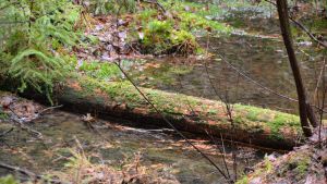 En liten bäck porlar genom Gammelbacka skog. Hammars-gammelbacka-skogen i Borgå