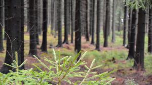 Skogen har gallrats och nya granplantor skjuter upp ur mossan. Hammars-gammelbacka-skogen i Borgå