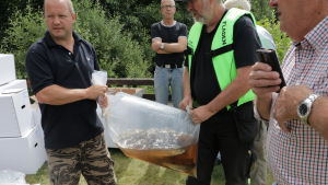 Gräskarparna som planterats ut i Tjudö träsk på Åland är två år gamla, väger ett halvt kilo och är 30 centimeter långa. Men de kan bli 20 år och väga nästan 20 kilo. Gräskarparna som planterats ut i Tjudö träsk på Åland är två år gamla, väger ett halvt kilo och är 30 centimeter långa. Men de kan bli 20 år och väga nästan 20 kilo.
