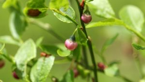 Blåbären blommar nu i södra och mellersta Lappland och där kan man räkna med skörd i slutet av juli. Blåbärsblom