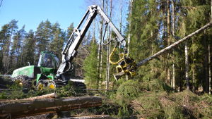 Skogar som är belägna intill vägar går bra att avverka. Skogsmaskin fäller träd.