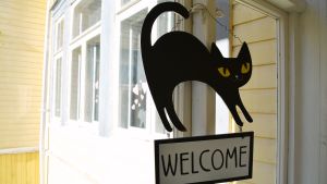 Om du funderar på att adoptera en katt är det bara att komma på besök. katthuset i tolkis, borgå hösten 2016