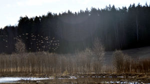 En hel del fåglar har redan hittat till den nya våtmarken. Ett gäng med fåglar flyger över en våtmark.
