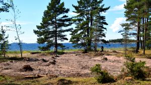 Den solexponerade strand- och dynnaturen behöver regelbunden vård på grund av att tallskogen växer sig för tät. WWF:s talkoläger på Furuvik naturskyddsområde i Hangö.