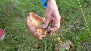 Den här skogsriskan är aningen för gammal för att längre vara god att äta. Det ser man på den brunaktiga färgen på undersidan. Hand som plockar upp och visar undersidan av en skogsriska.