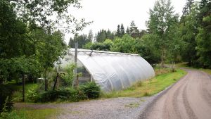 Växthuset har tunga luckor. Växthus vid en liten sandväg. Växthuset har ett runt tak och vädringsluckorna är öppna.