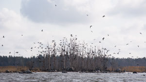 Skarvkoloni på Juckasgrynnan. Juckasgrynnan i Vasa skärgård, en liten holme med flera hundra skarvbon. På bilden flyger ett antal fåglar.
