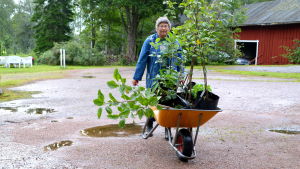 Gun-Britt Husberg med äppelplantor och paprikaplantor. Kvinna med skottkärra som innehåller äppelträdsplantor