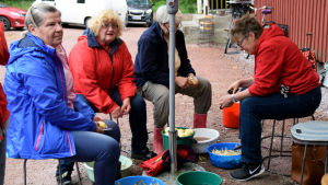 Här skalas det potatis. Till höger Gitta Hongell-Sundell. Fyra kvinnor sitter på pallar utomhus och skalar potatis.