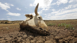 Klimatförändringen för med sig extrema väderfenomen som torka och översvämningar. En död ko i torrt landskap i Senekal, Sydafrika 11.1.2016