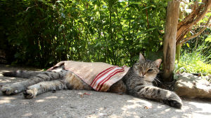 Katten Max svalkar sig under en våt handduk i Mülheim i Tyskland. Katten Max svalkar sig under en våt handduk i Mülheim i Tyskland.