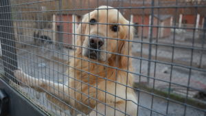 Golden retrievern Bobi väntar på nytt hem. Golden retrivern Bobi på hundgården Kulkuri i Vasa