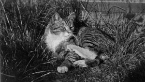 Totti-kissa. Kuva: Edith Södergran