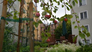 Pydnadsäppelträd är vackra och lättskötta Äppelträd i trädgård mitt i Tölö i Helsingfors.